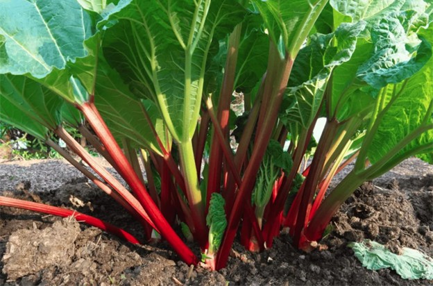 Rhubarb Pic Rhubarb growing